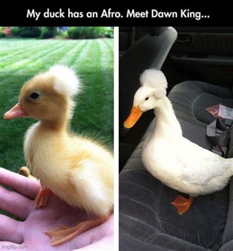 Image Tagged In Ducks Memes Funny Imgflip