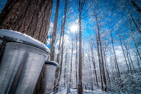 Maple Syrup Collection Buckets For A Sugar Shack In The Maple Wooded