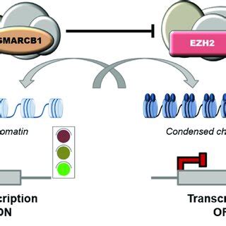 Swi Snf Chromatin Remodeling Complexes Swi Snf Complexes Are