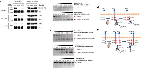 Interaction Of Both Sh Domains Of Shp Is Required For Shp Binding