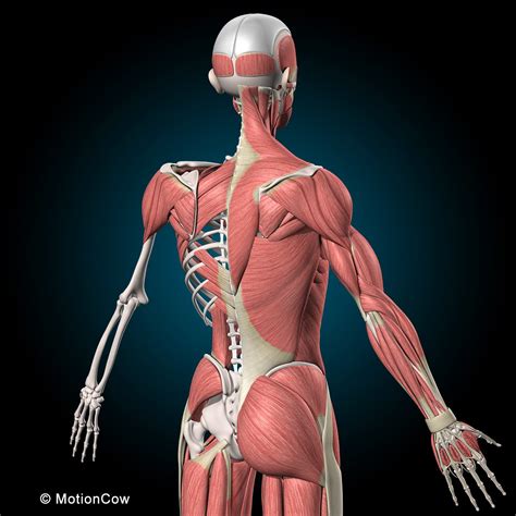 รวมกัน 90 ภาพ ระบบ กล้าม เนื้อ Muscular System ใหม่ที่สุด