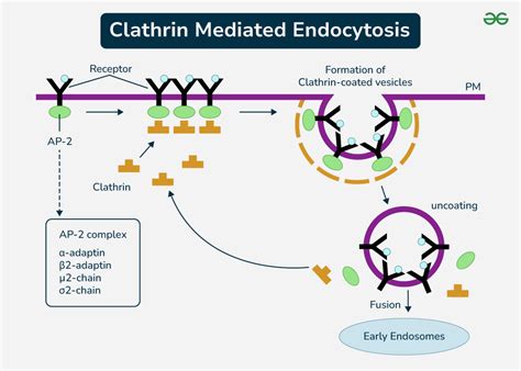 Endocytosis Meaning Function Types Examples And Process