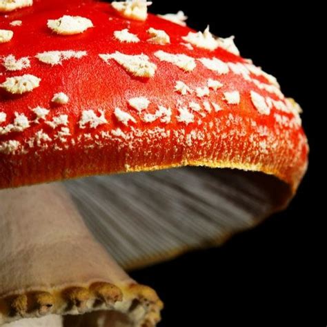 Amanita Muscaria YouTube