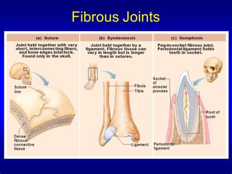 The Synovial Joint Flashcards Quizlet