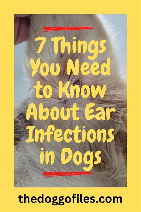 7 Things You Need To Know About Ear Infections In Dogs