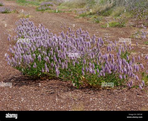 Tall Mulla Mulla Ptilotus Exaltatus Flowering Growing On Road Verge