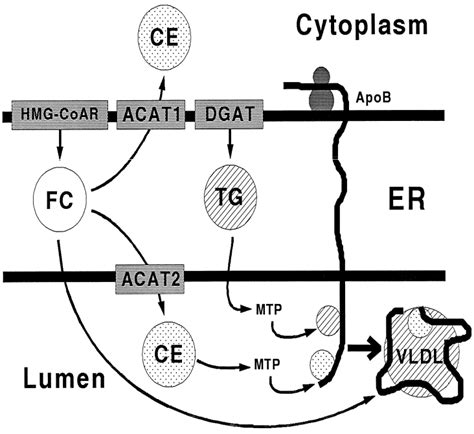 A Simplified Schematic Of The Proposed Role Of Acyl Coenzyme A