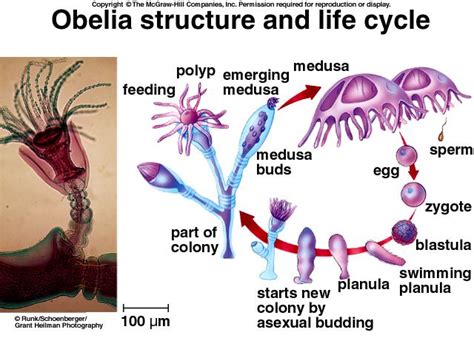 Obelia Diagram