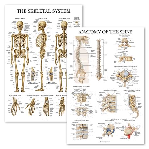 2 Pack Skeletal System Anatomical Poster Anatomy Of The Spine