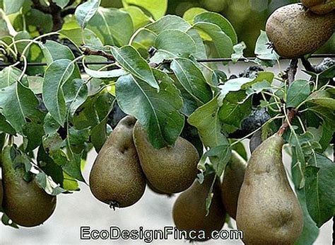 Cultiver Des Arbres Fruitiers Dans Les Balcons Et Les Jardins Jardinage