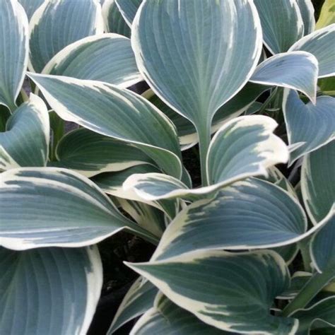 Hosta El Nino Rny Kliliom Florapont