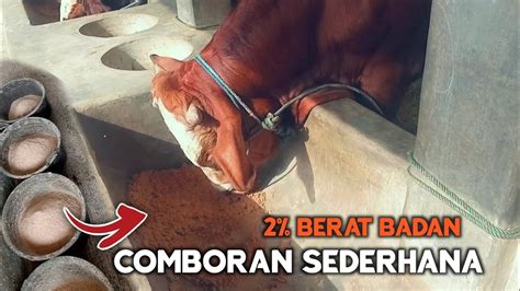 Menu Comboran Sapi Di Kandang Wiji Jaya YouTube