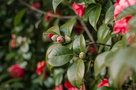 How to Grow and Care for Camellia