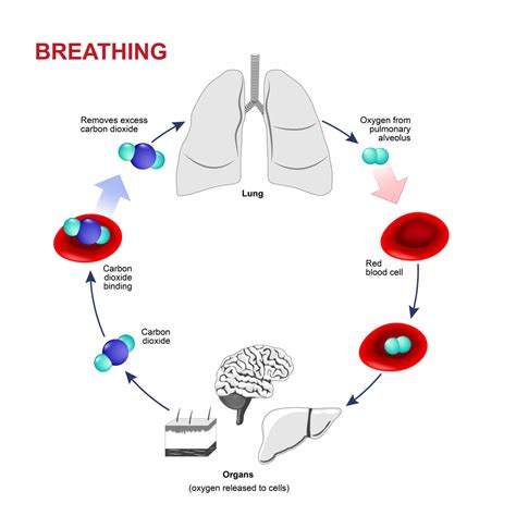 Control Of Breathing Diagram Explain The Mechanism For Breat