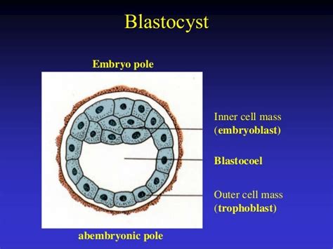 Implantation Of Embryo 3