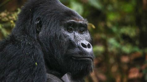 Trek Along With Mountain Gorillas In Rushaga Sector Trek Africa