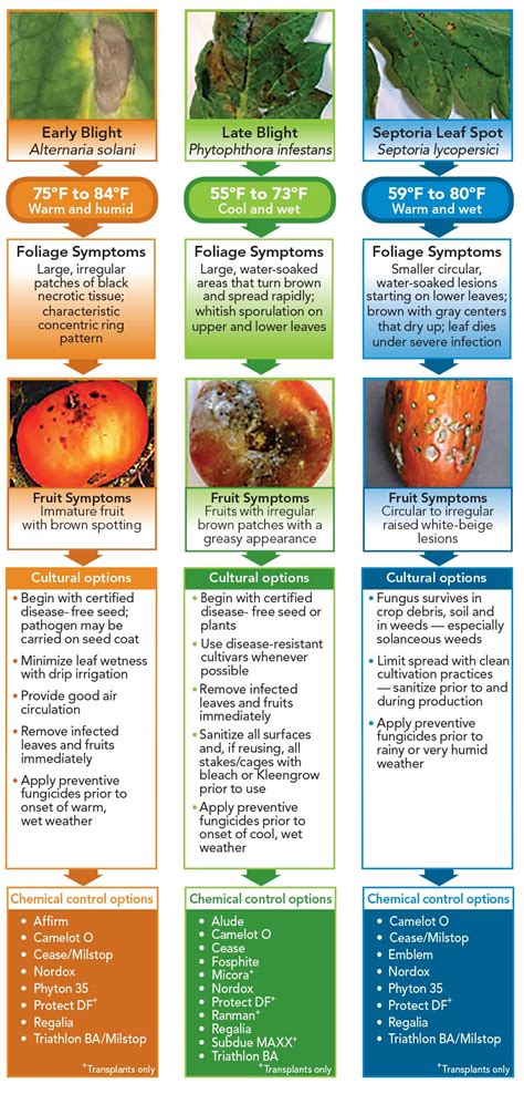 What To Do When Good Tomatoes Go Bad Greenhouse Grower