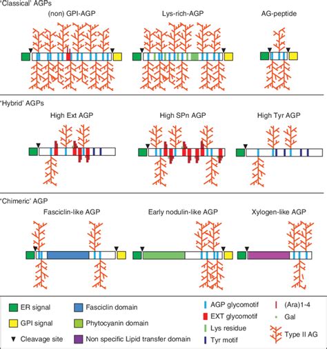 Schematic Of The Predicted Agp Structures Present In Angiosperms The