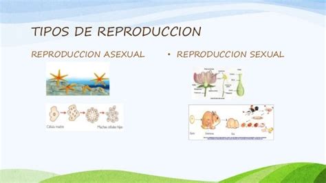 Reproduccion En Los Seres Vivos Diapositivas