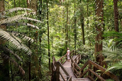 rainforest - Cairns Cruise