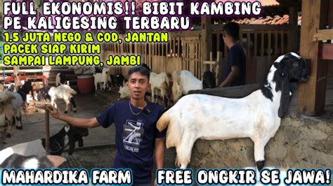 Harga Juta Free Ongkir Se Jawa Jantan Usia Bulan Kambing Pe