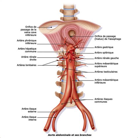 ANATOMIE