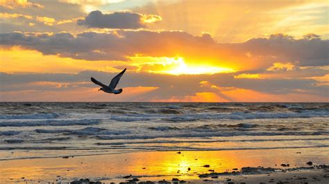 Pajaros Volando Atardecer