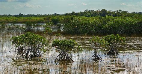 Tour Guides Say This Florida National Park Is More Dangerous Than You Think