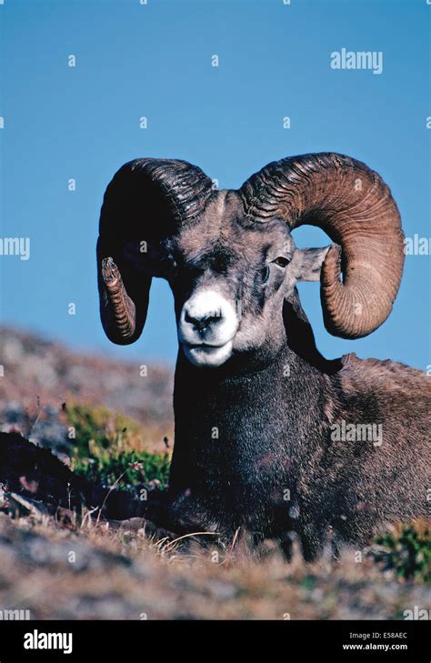 Bighorn Sheep Horns Hi Res Stock Photography And Images Alamy