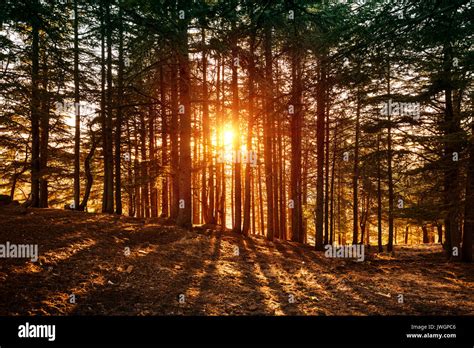 Beautiful forest landscape, bright sunlight makes its way through the ...