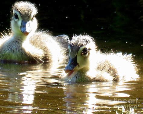 Fluffy Baby Wood Ducks Photograph By Selma Glunn