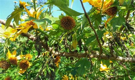 Mexican Sunflower Should Develop Tithonia Crops Dial A Service Canada