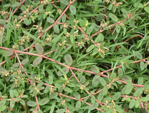 Spotted Spurge Weedalert