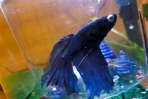 Betta Fish Popeye Looks Creepy What To Do With It The Aqua Advisor