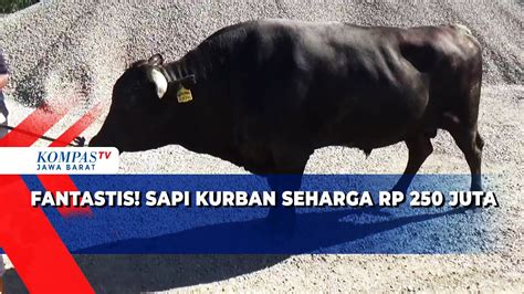 Keluarga Di Subang Kurban Sapi Wagyu Senilai Ratusan Juta Youtube