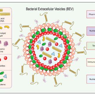 A Schematic Showing The Structure Of Bacterial Extracellular Vesicle