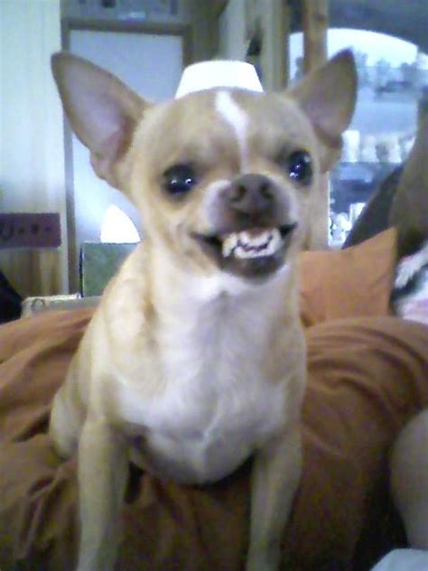 Smiling Chihuahua He Is So Happy To See You Kimberlymelton