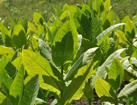 Folhas E Caules De Cigarro Imagem De Stock Imagem De Cultivar 166387891