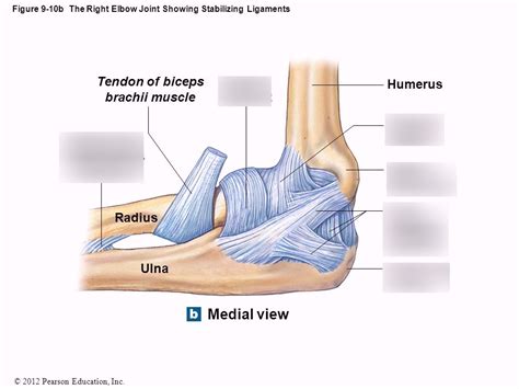 Elbow Ligaments Diagram Quizlet