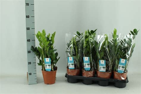 Zamioculcas Zamiifolia Plant Wholesale FlorAccess