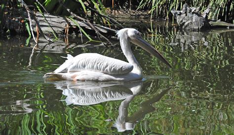 Pink Backed Pelican Pelecanus Rufescens The Pink Backed Flickr