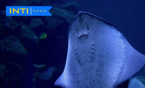 La población más grande del mundo de mantarrayas oceánicas está en