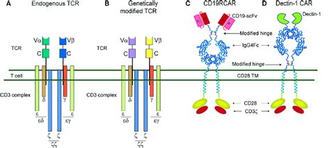 Label The Parts Of The T Cell Receptor