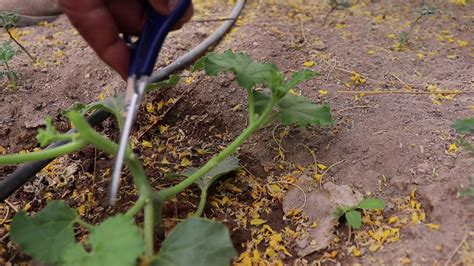 Gu A Completa C Mo Podar Sand As Y Melones Para Un Cultivo Exitoso