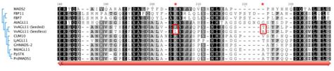 Alignment Of The Conserved C Domain Of Plant D Lineage Mads Box