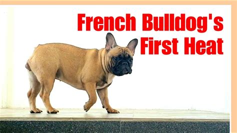 French Bulldog's first heat | Need to know and Tips | Philippines - YouTube