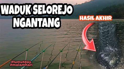 SOLUSI YANG TEPAT BUAT MANCING NILA YANG SULIT MAKAN YouTube