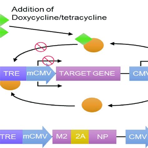 Schematic Diagram Of Expression System Tet Off A And Developed