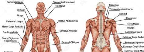 Muscles In The Upper Body Diagram Quizlet