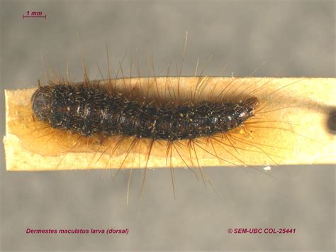 Dermestes Maculatus